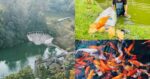 Cuaca Terlampau Panas, Ratusan Ikan Ditemui Mati Di Taman Jubli Sibu