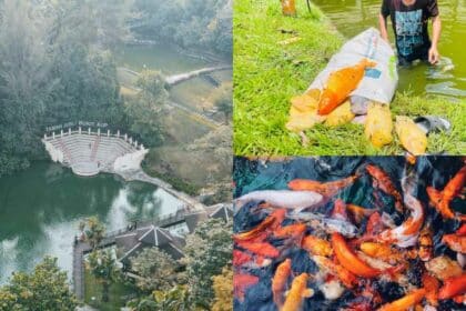 Cuaca Terlampau Panas, Ratusan Ikan Ditemui Mati Di Taman Jubli Sibu