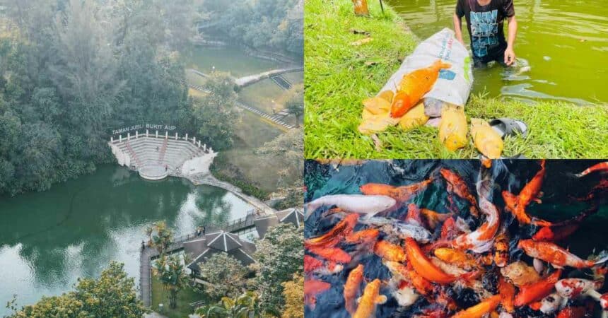 Cuaca Terlampau Panas, Ratusan Ikan Ditemui Mati Di Taman Jubli Sibu