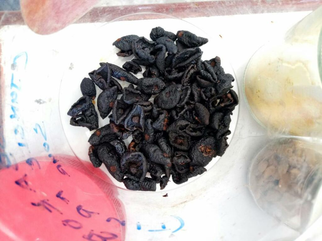 Seakan Buah Manggis Yang Hanya Ada Di Tanah Borneo, Ketahui Buah Kundung Atau Asam Arui Arui