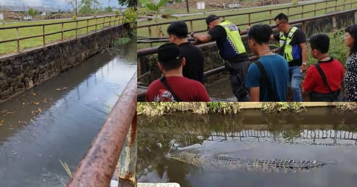 Kelibat Buaya Panjang 10 Kaki Di Longkang Perumahan, Penduduk Kopodim Matang Diminta Berhati-Hati