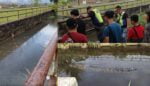 Kelibat Buaya Panjang 10 Kaki Di Longkang Perumahan, Penduduk Kopodim Matang Diminta Berhati-Hati
