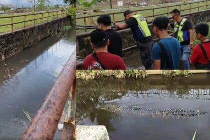 Kelibat Buaya Panjang 10 Kaki Di Longkang Perumahan, Penduduk Kopodim Matang Diminta Berhati-Hati