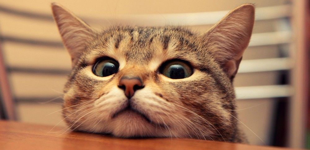 Penganjur Kecewa Pertandingan Bunuh Kucing Untuk Kanak-Kanak Dibatalkan