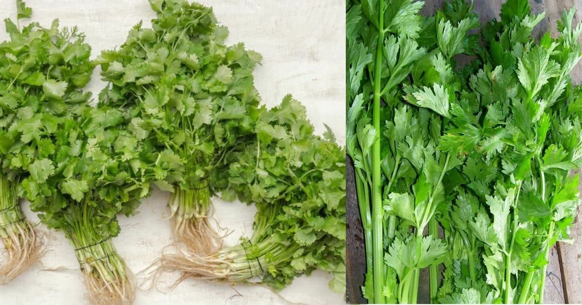 Nampak Serupa, Ini Cara Bezakan Daun Ketumbar Dan Daun Sup