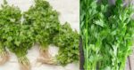 Nampak Serupa, Ini Cara Bezakan Daun Ketumbar Dan Daun Sup