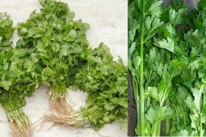 Nampak Serupa, Ini Cara Bezakan Daun Ketumbar Dan Daun Sup