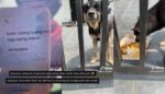 Owner Sibuk Kerja, Pesan Abang Grab Tolong Bagi Makan Anjing Peliharaan Raih Perhatian Netizen