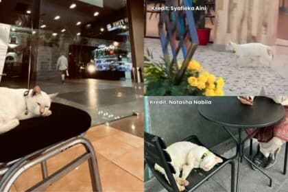 Plaza Merdeka Dedah Ahli Baharu, Rupa-Rupanya Seekor Kucing Bernama 'Hassan'