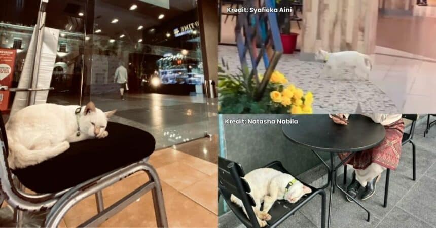Plaza Merdeka Dedah Ahli Baharu, Rupa-Rupanya Seekor Kucing Bernama 'Hassan'