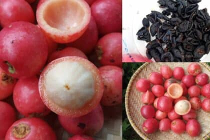 Seakan Buah Manggis Yang Hanya Ada Di Tanah Borneo, Ketahui Buah Kundung Atau Asam Arui Arui