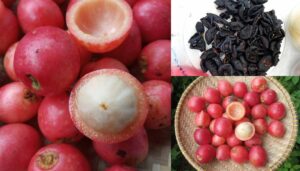 Seakan Buah Manggis Yang Hanya Ada Di Tanah Borneo, Ketahui Buah Kundung Atau Asam Arui Arui