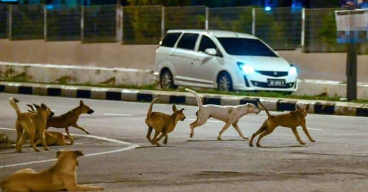 Sarawak Masih Hadap Wabak Rabies, Pemilik Anjing Dikenakan Denda Jika Tidak Divaksin