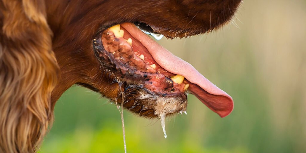 Sarawak Masih Hadap Wabak Rabies, Pemilik Anjing Dikenakan Denda Jika Tidak Divaksin