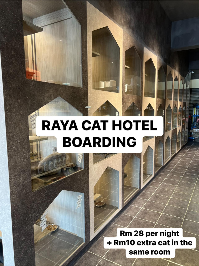 Beraya Dengan Tenang, Raya Cat Hotel Miri Tawar 'Hotel Kucing' Buat Si Bulus Anda