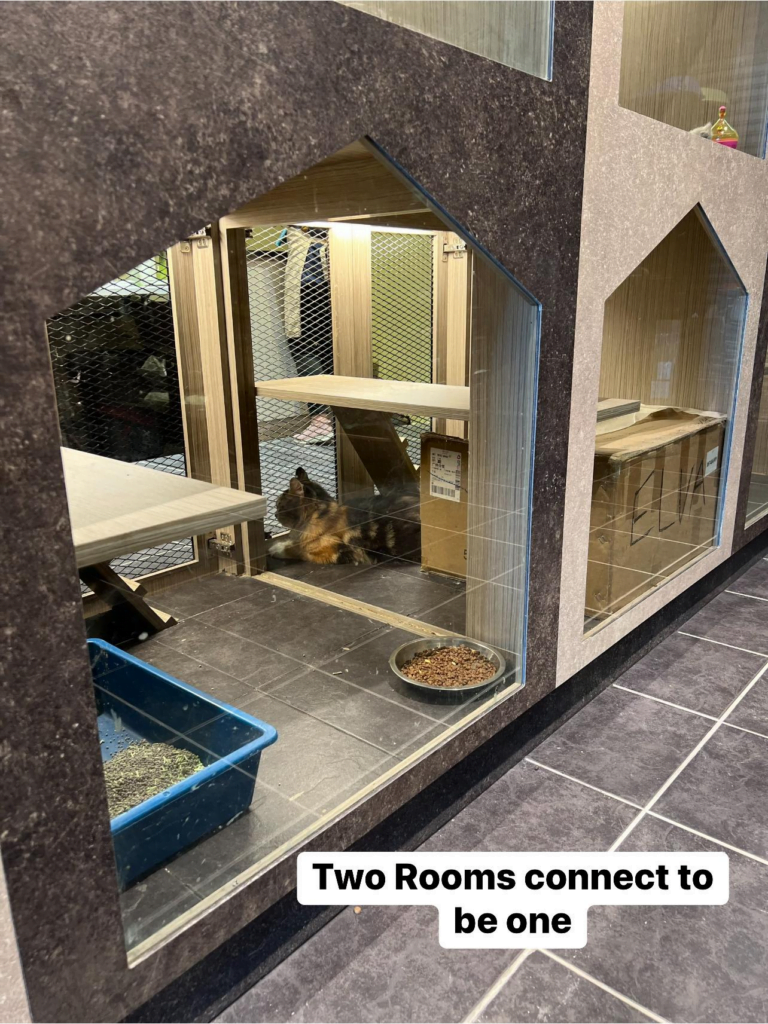 Beraya Dengan Tenang, Raya Cat Hotel Miri Tawar 'Hotel Kucing' Buat Si Bulus Anda