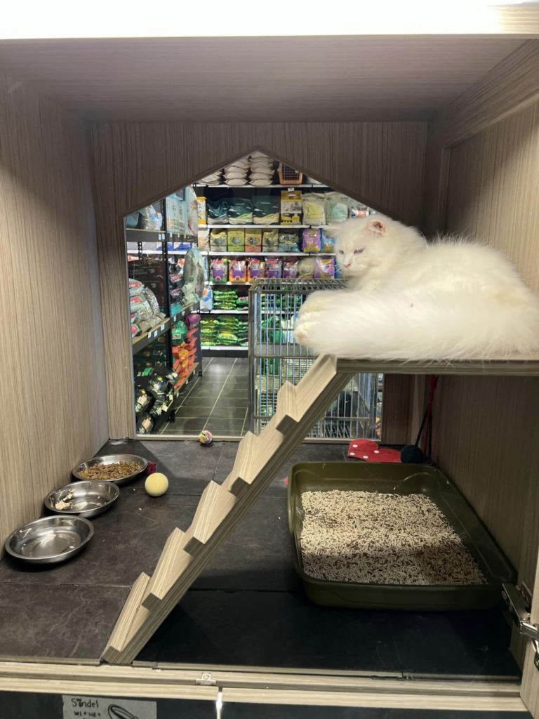 Beraya Dengan Tenang, Raya Cat Hotel Miri Tawar 'Hotel Kucing' Buat Si Bulus Anda