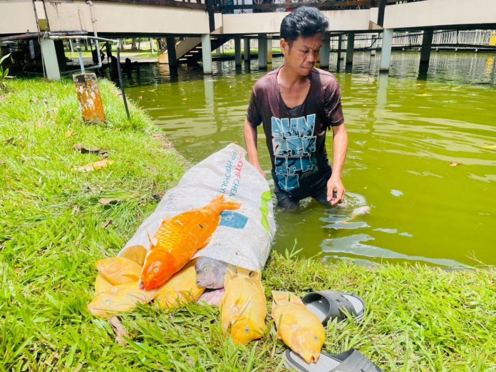 Cuaca Terlampau Panas, Ratusan Ikan Ditemui Mati Di Taman Jubli Sibu