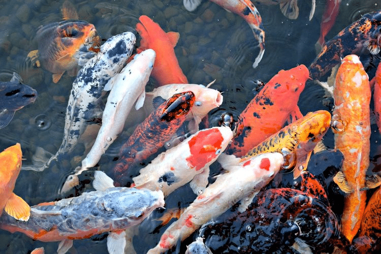 Cuaca Terlampau Panas, Ratusan Ikan Ditemui Mati Di Taman Jubli Sibu