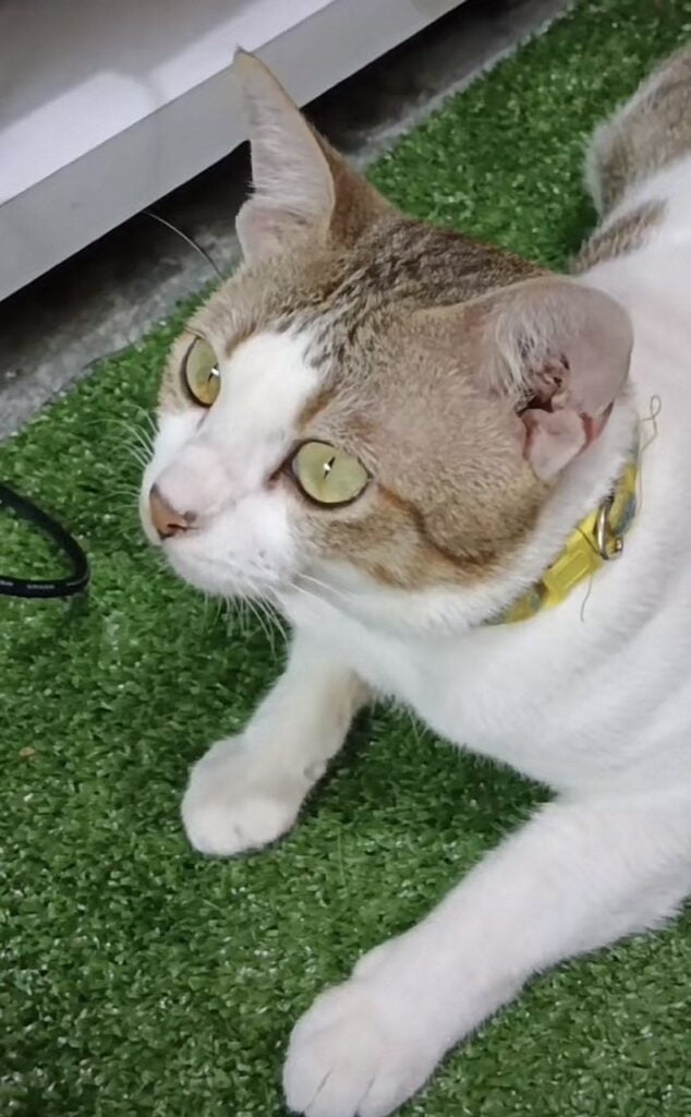'Bertuah Punya Pusak', Gelagat Kucing Selamba Koyakkan Duit Abang Foodpanda Ini Buat Netizen Terhibur