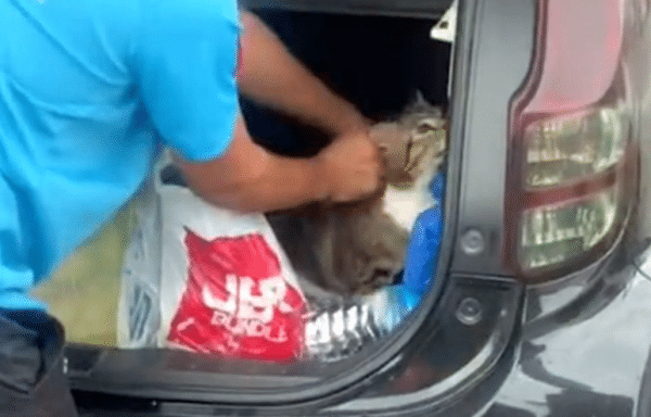 Tergamak Kurung Kucing Dalam Boot Kereta, Nak Seludup Naik Kargo Ke Sabah