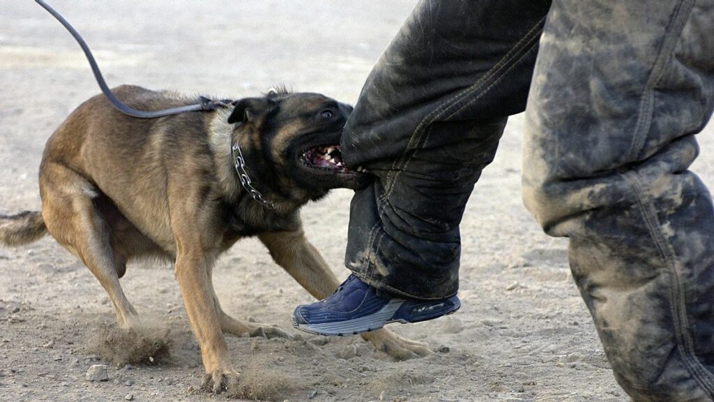 Saksi Dakwa Anjing Ganas Gigit Kaki 9 Orang Di BDC Tidak Tunjuk Gejala Rabies