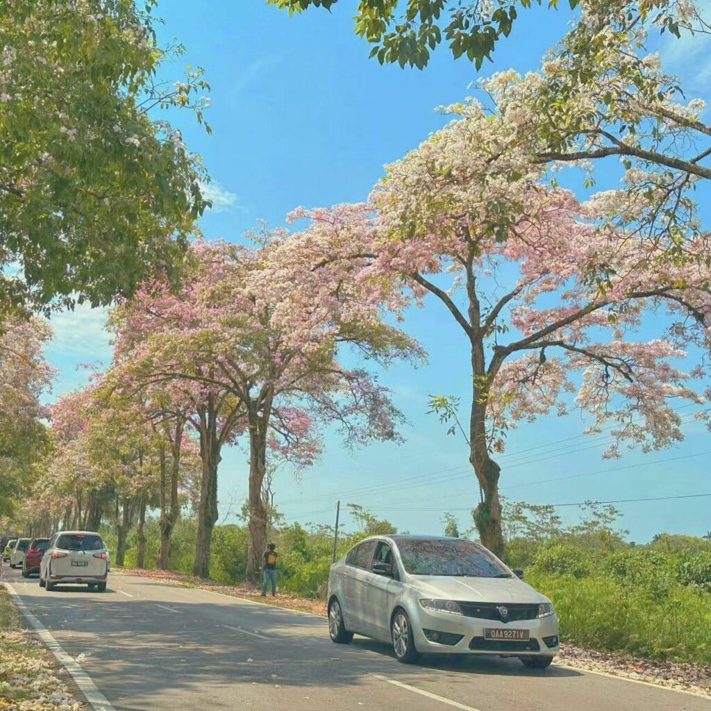 Bunga Tecoma Jadi Tarikan Di Kuching, Fenomena Musim Bunga Ini Memukau Netizen Di Jalan Damai