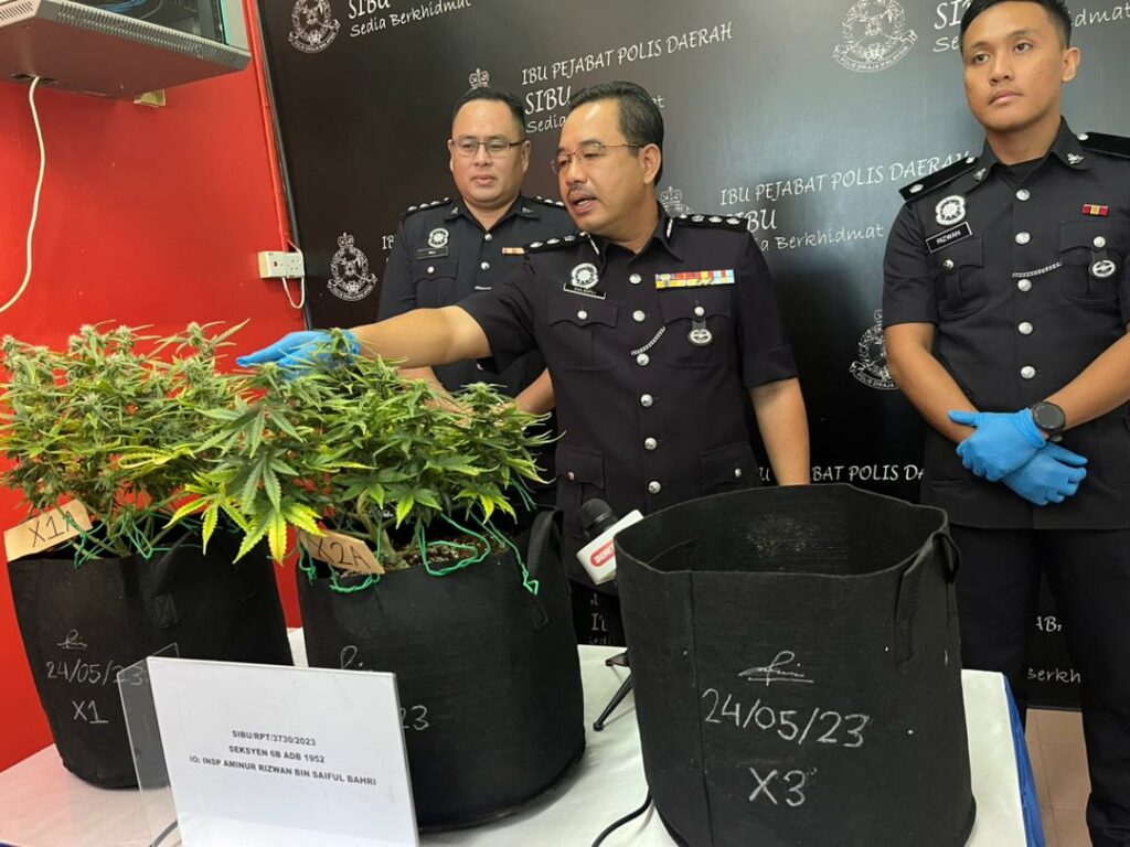 Kantoi Tanam Pokok Ganja Di Rumah Sewa, Dua Warga Emas Di Sibu Ini Ditahan