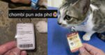 Ada PhD Dalam Bidang Bahasa 'Meow', Netizen Terhibur Lihat Kucing Peliharaan Uni Malaysia Ini
