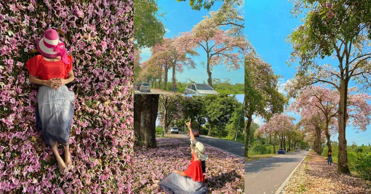 Bunga Tecoma Jadi Tarikan Di Kuching, Fenomena Musim Bunga Ini Memukau Netizen Di Jalan Damai