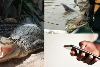 Dapat Kenal Pasti Kawasan Panas, Sarawak Bangun Aplikasi Pantau Buaya Secara 'Real Time'