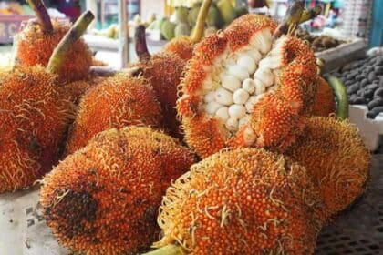 Digelar Milkshake Sarawak, Kenali Buah Pedalai Persis Tarap Yang Manis Dan Berkrim