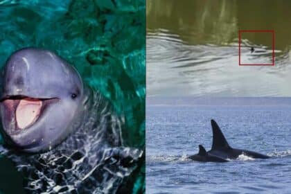 Disangka Dolfin, Rupanya Ikan Empesut Buat 'Free Show' Di Sungai Semariang