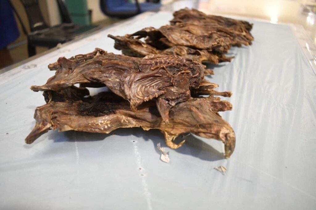Warga Vietnam Cuba Seludup Masuk Tikus Salai Ke Dalam Malaysia Berjaya Ditumpas
