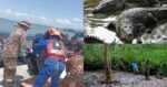 Kanak-Kanak 12 Tahun Maut Dibaham Buaya Ketika Cari Siput Di Sabah