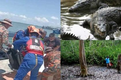 Kanak-Kanak 12 Tahun Maut Dibaham Buaya Ketika Cari Siput Di Sabah