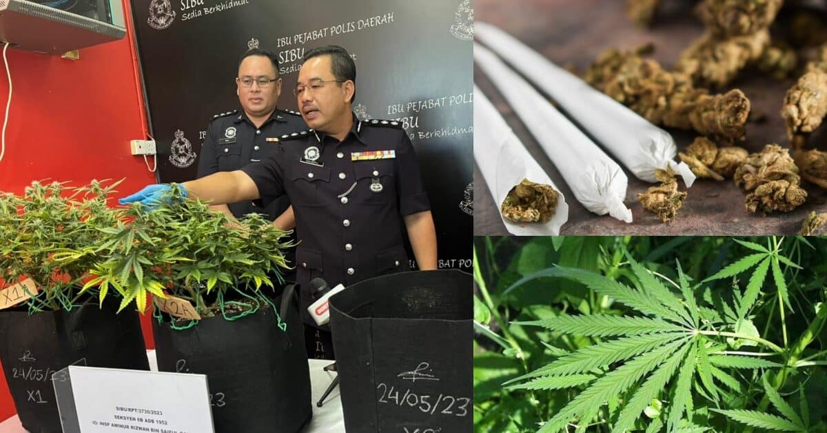 Kantoi Tanam Pokok Ganja Di Rumah Sewa, Dua Warga Emas Di Sibu Ini Ditahan