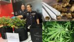 Kantoi Tanam Pokok Ganja Di Rumah Sewa, Dua Warga Emas Di Sibu Ini Ditahan
