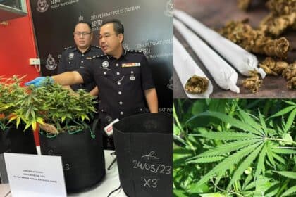 Kantoi Tanam Pokok Ganja Di Rumah Sewa, Dua Warga Emas Di Sibu Ini Ditahan