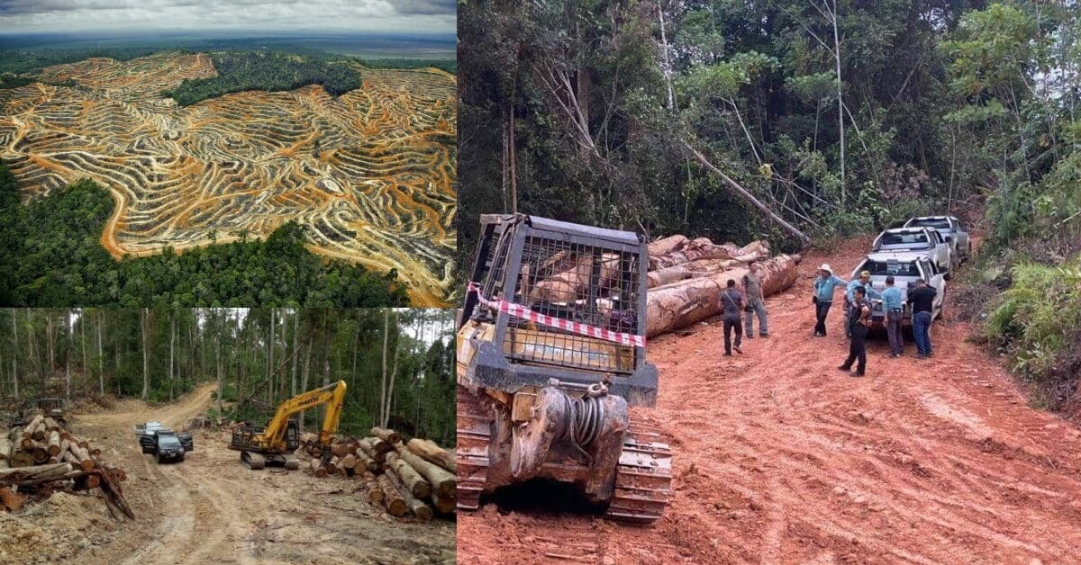 Kerajaan Sarawak Berjaya Rampas Kayu Balak Haram Bernilai Lebih RM4 Juta