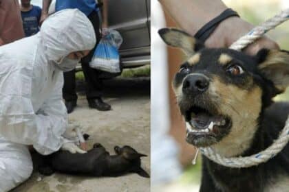 Kes Rabies Semakin Meningkat, JPBN Aktifkan Semula Status 'Bencana' Di Sarawak