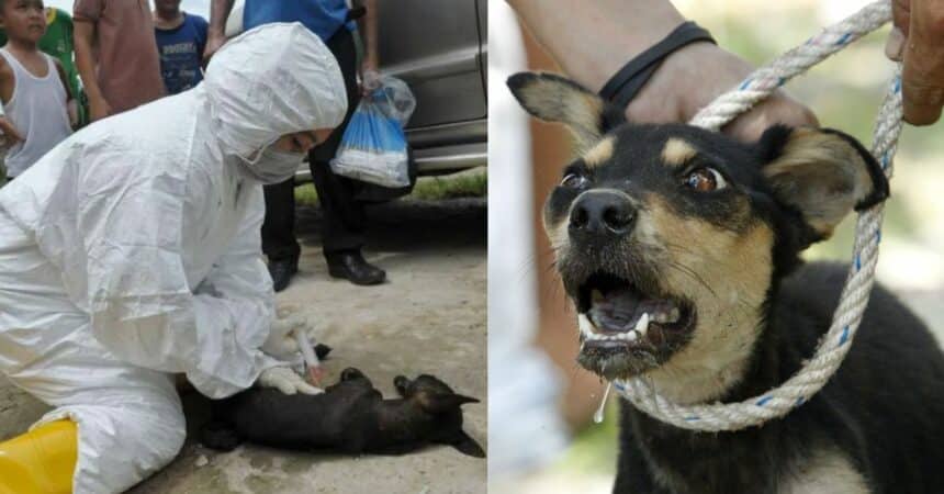 Kes Rabies Semakin Meningkat, JPBN Aktifkan Semula Status 'Bencana' Di Sarawak