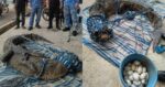 Penduduk Gempar Temui Buaya Tembaga Betina Bersama 55 Biji Telur Di Kebun