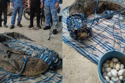 Penduduk Gempar Temui Buaya Tembaga Betina Bersama 55 Biji Telur Di Kebun