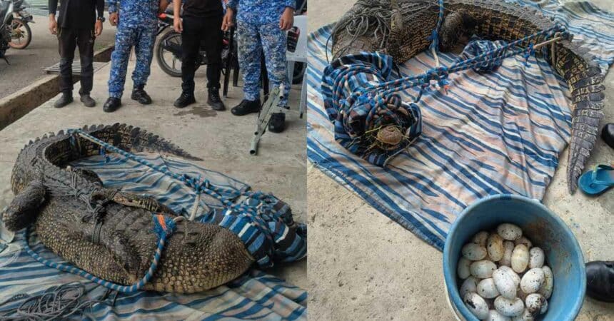 Penduduk Gempar Temui Buaya Tembaga Betina Bersama 55 Biji Telur Di Kebun