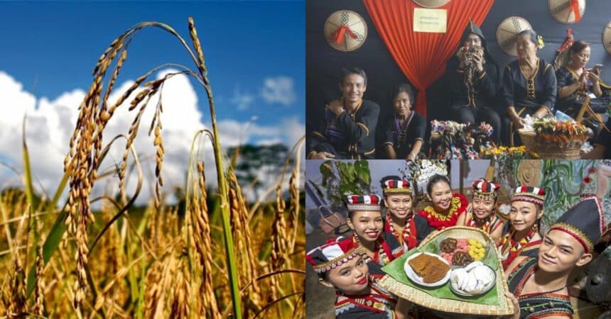 Perayaan Budaya Sarawak Dan Sabah, Ini Perbezaan Ringkas Antara Pesta Kaamatan Dan Gawai Dayak