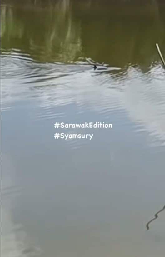 Disangka Dolfin, Rupanya Ikan Empesut Buat 'Free Show' Di Sungai Semariang