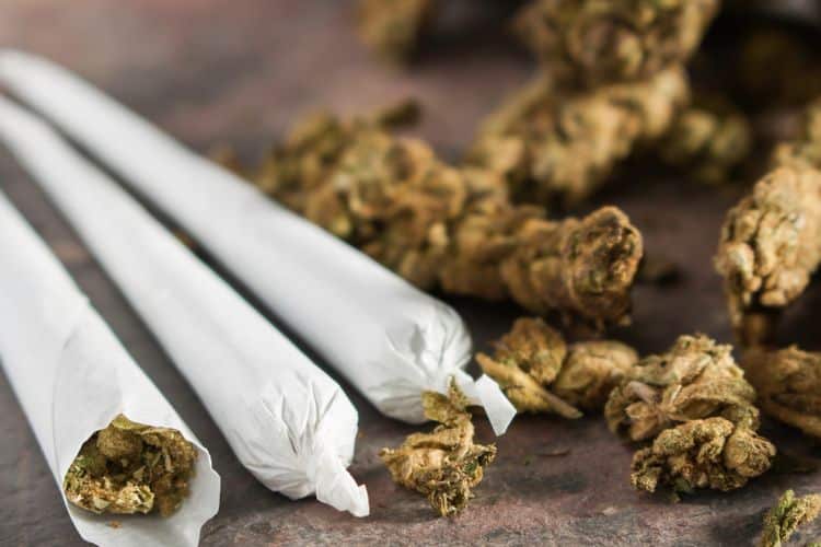 Kantoi Tanam Pokok Ganja Di Rumah Sewa, Dua Warga Emas Di Sibu Ini Ditahan