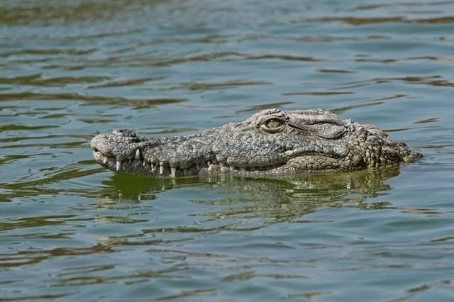 Kes Serangan Buaya Ke-8, 'Bujang Oya' Kini Mengganas Baham Seorang Nelayan Hingga Maut
