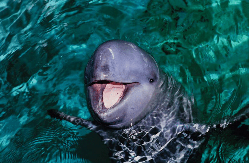 Disangka Dolfin, Rupanya Ikan Empesut Buat 'Free Show' Di Sungai Semariang